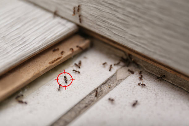 Best Emergency Pest Control  in Oxford, KS
