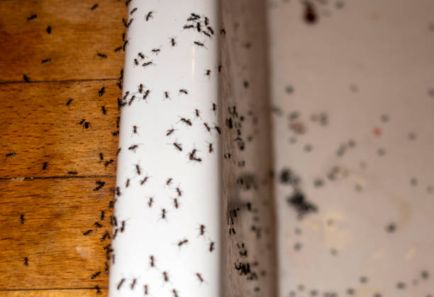 Best Residential Pest Control  in Oxford, KS